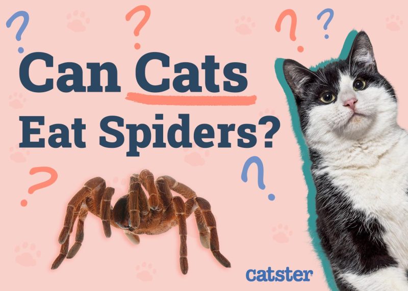 Can Cats Eat Spiders? Precautions & Facts Catster