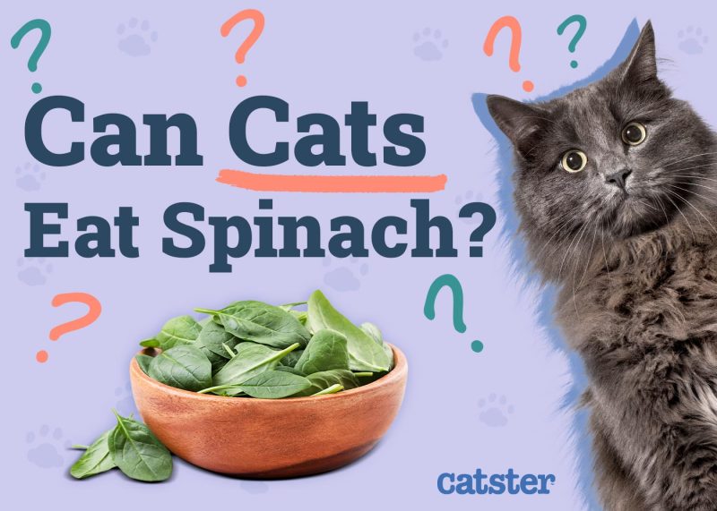 Can Cats Eat Spinach