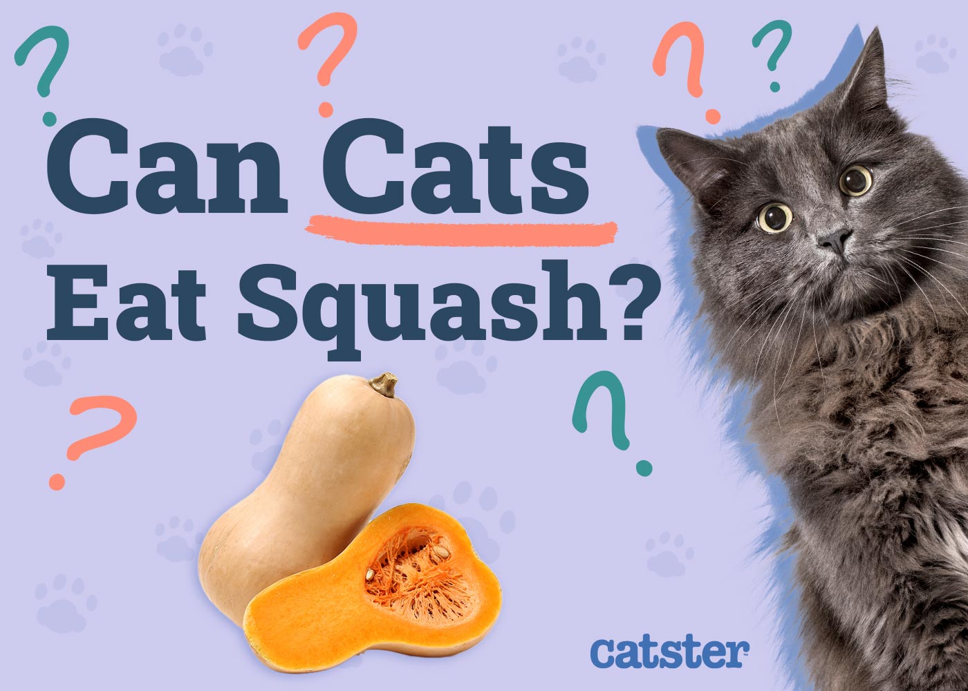 Can Cats Eat Squash Vet Verified Nutrition Facts FAQ Catster