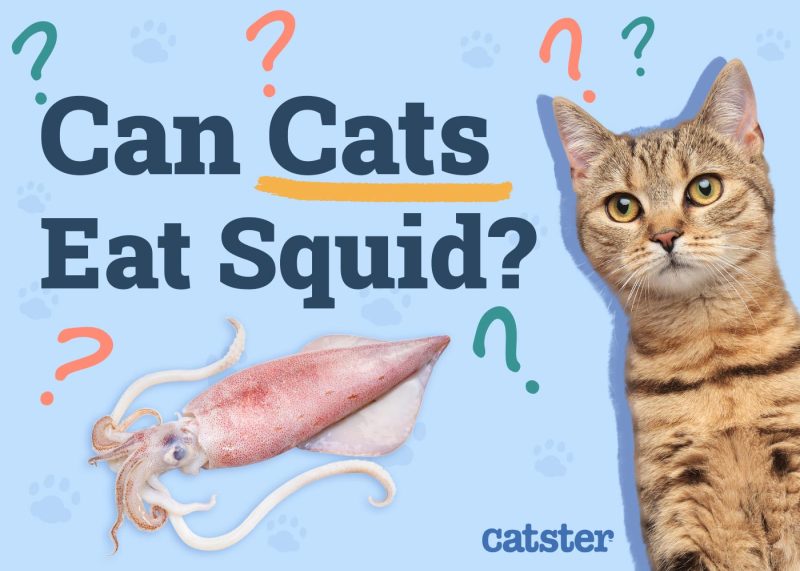 Can Cats Eat Squid? VetApproved Nutrition Facts, Risks & Feeding Info