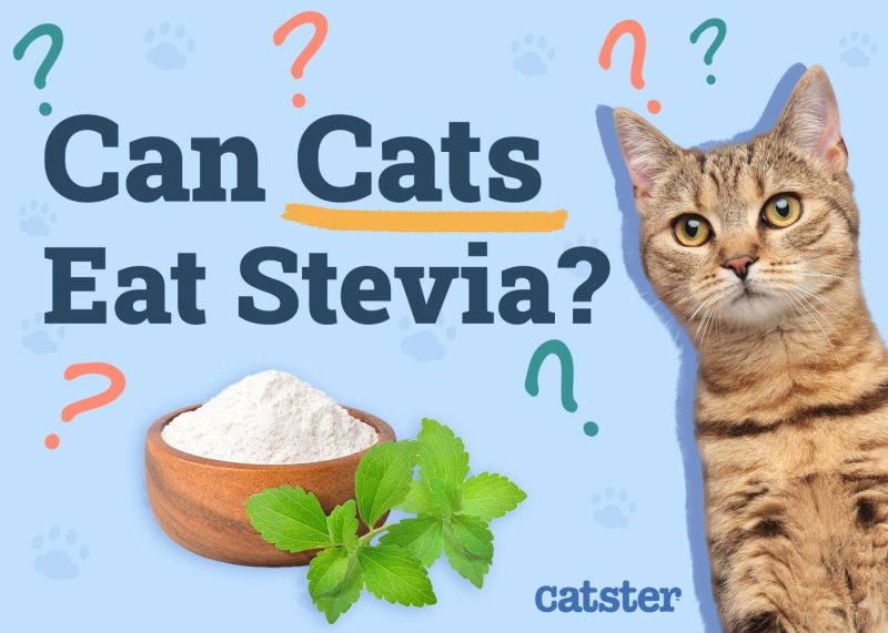 Can Cats Eat Stevia