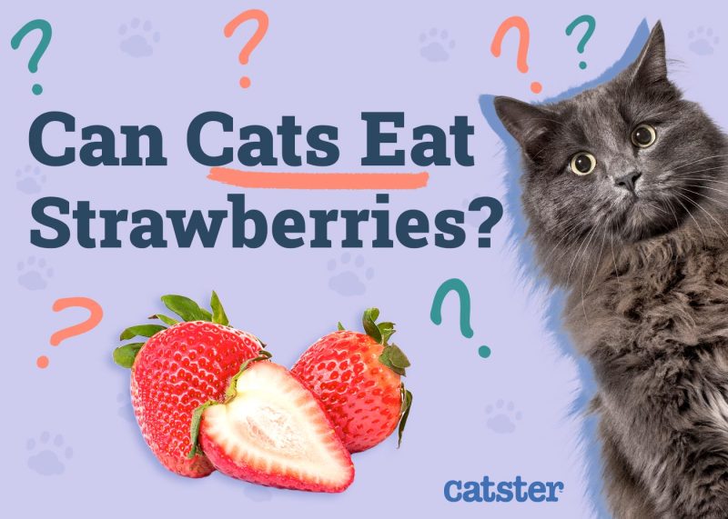 Can Cats Eat Strawberries