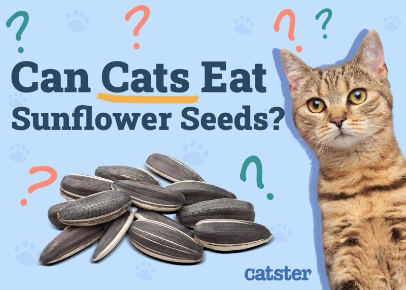 Can Cats Eat Sunflower Seeds