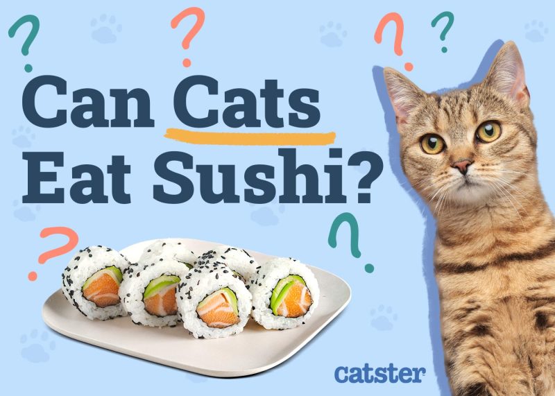 Can Cats Eat Sushi