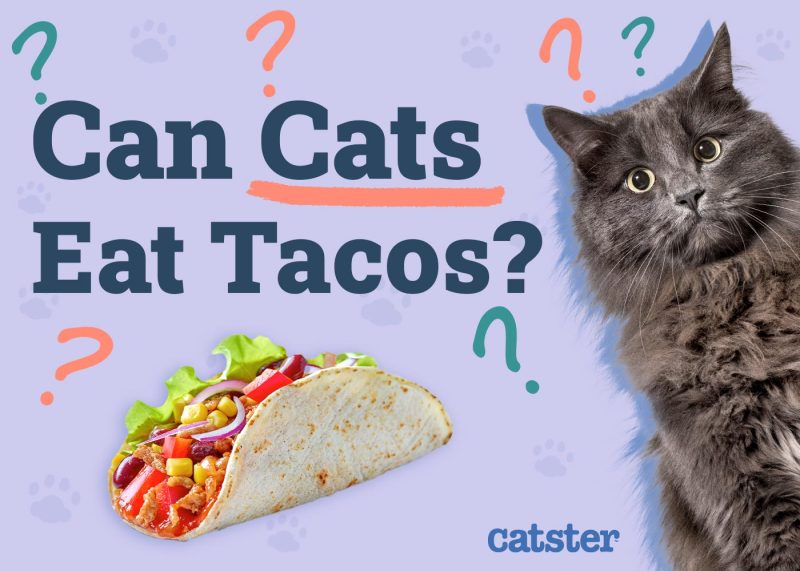 Can Cats Eat Tacos