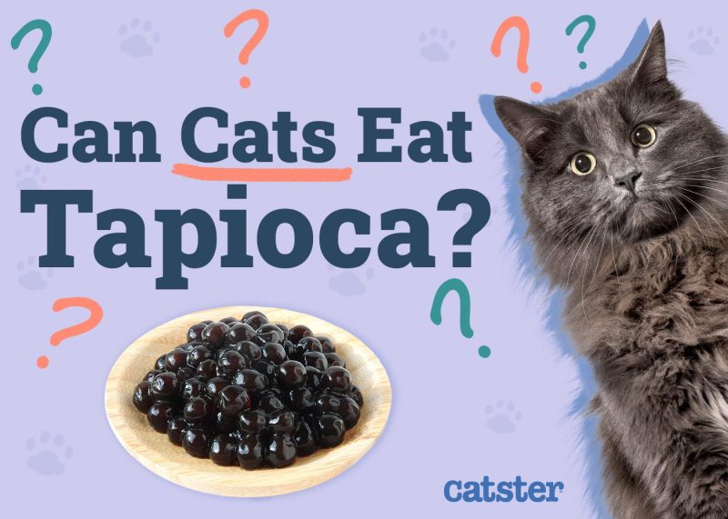 Can Cats Eat Tapioca