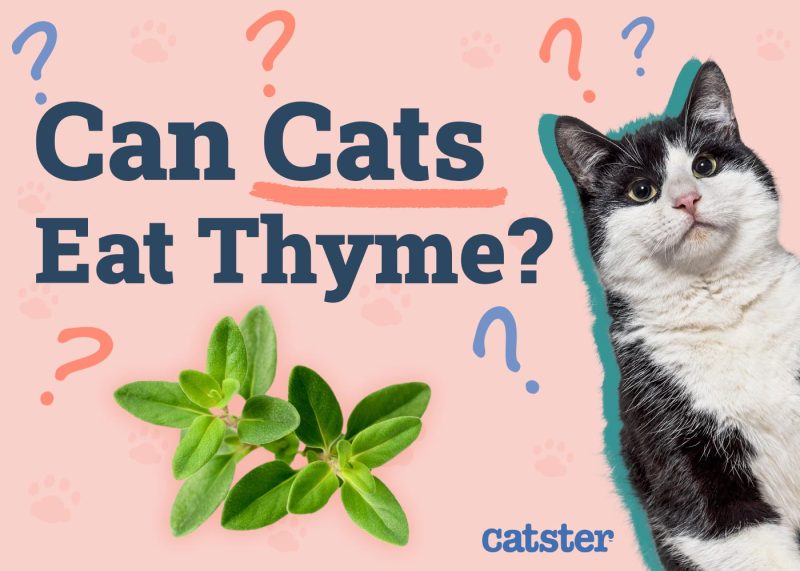Can Cats Eat Thyme