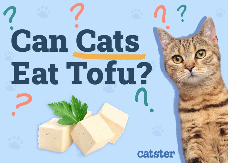 Can Cats Eat Tofu