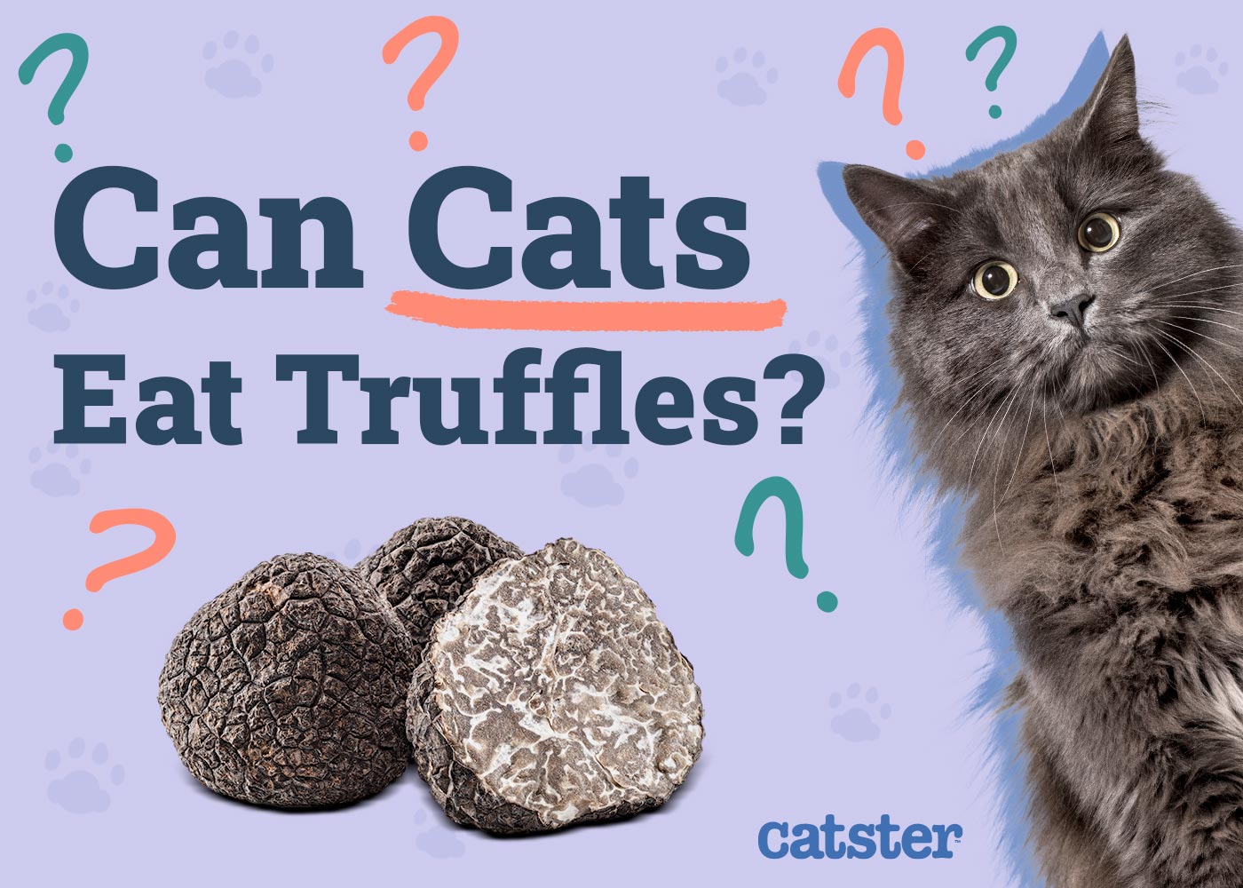 Can Cats Eat Truffles