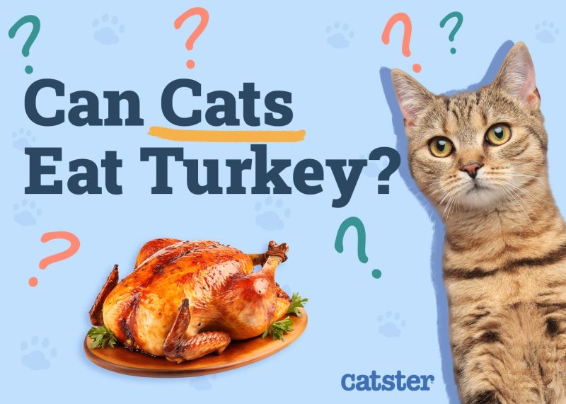 Can Cats Eat Turkey Vet Reviewed Nutrition Facts FAQ Catster