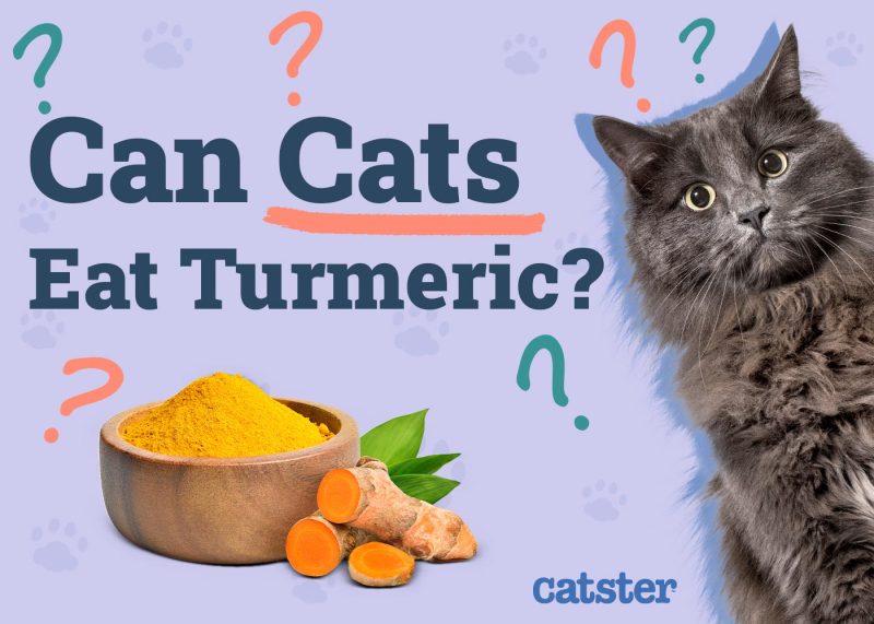 Can Cats Eat Turmeric