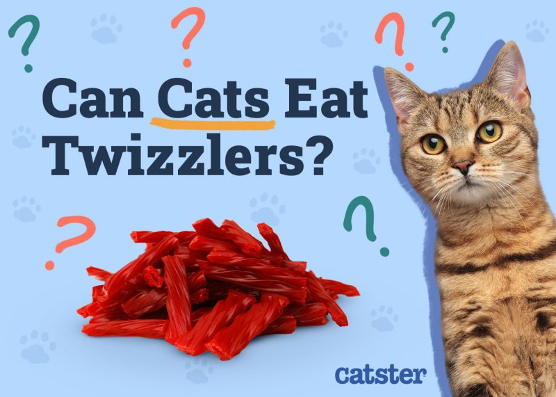 Catster_Can Cats Eat Twizzlers_v1_Dec 4 2024