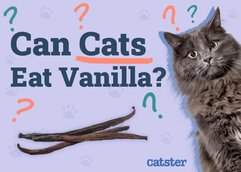 Can Cats Eat Vanilla