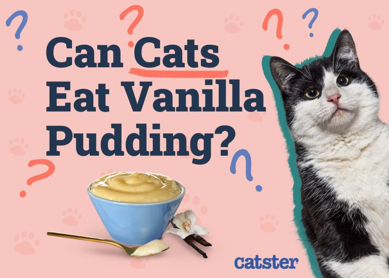 Catster_Can Cats Eat Vanilla Pudding_v1_Dec 4 2024