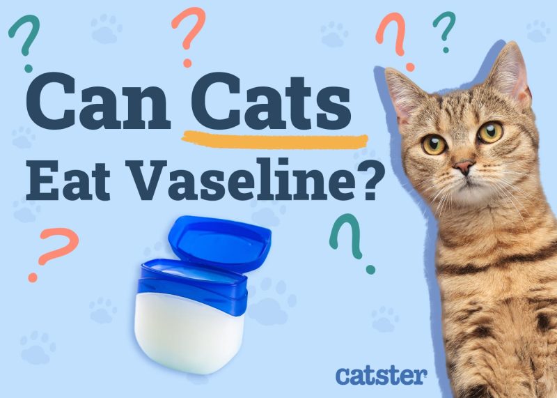 Can Cats Eat Vaseline