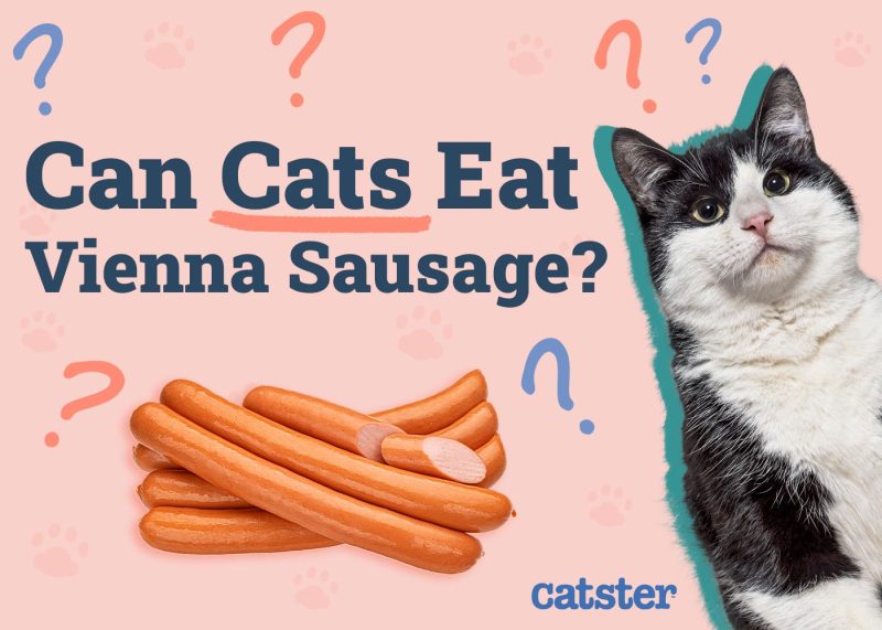Can Cats Eat Vienna Sausages