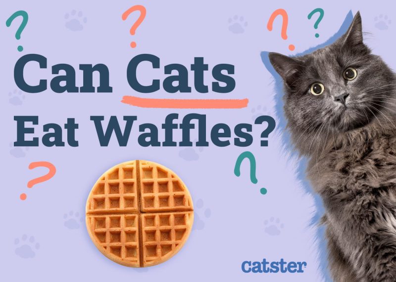 Can Cats Eat Waffles