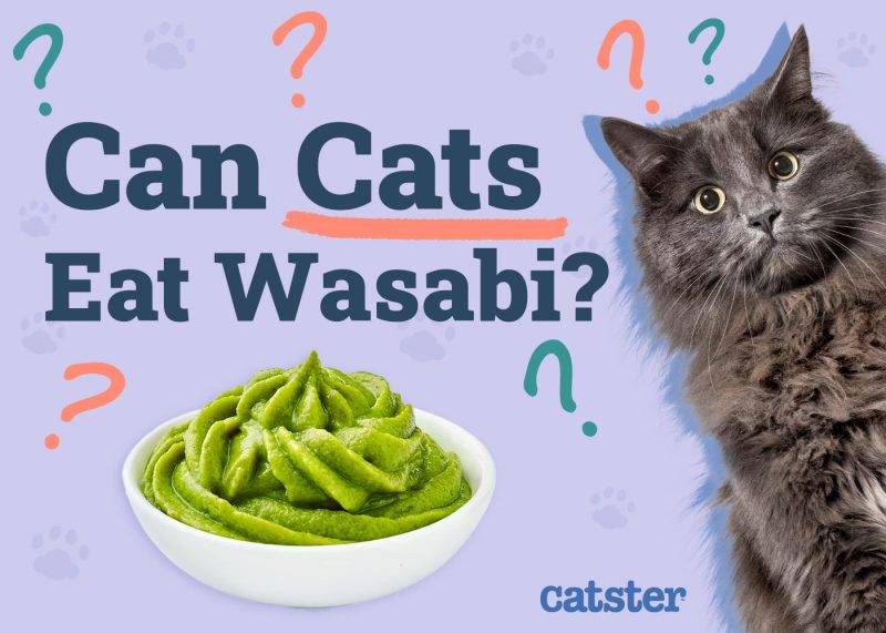 Can Cats Eat Wasabi