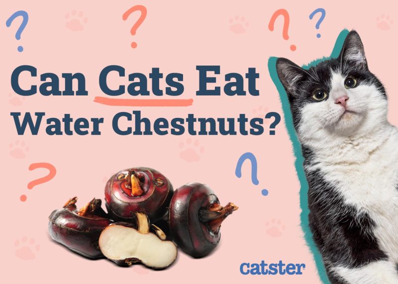 Can Cats Eat Water Chestnuts