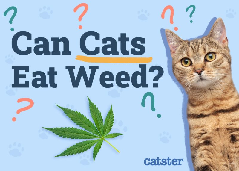 Can Cats Eat Weed