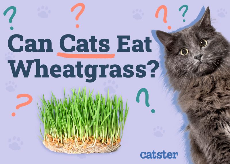 Can Cats Eat Wheatgrass