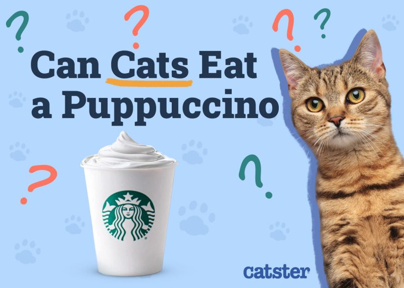 Catster_Can Cats Eat a Puppuccino_v1_Jul 16 2024