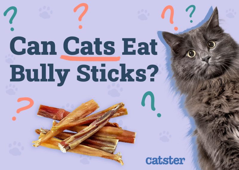 Can Cats Eat Bully Sticks