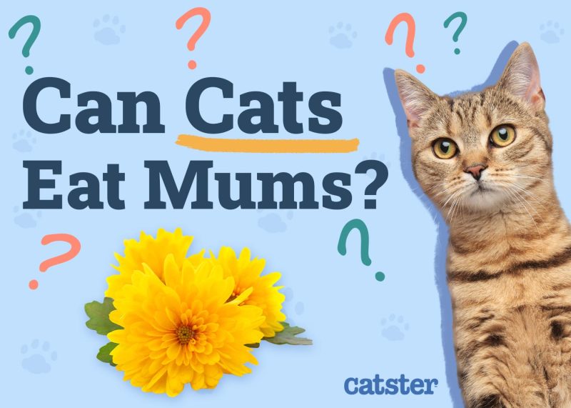 Can Cats Eat Mums