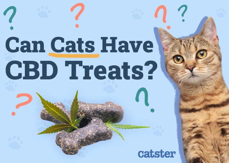 Can Cats Have CBD Treats