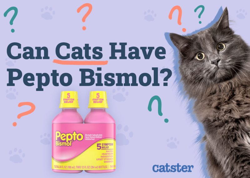 Can Cats Have Pepto Bismol