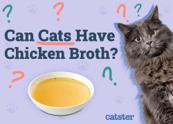 Can Cats Have Chicken Broth? Vet Reviewed Facts - Catster