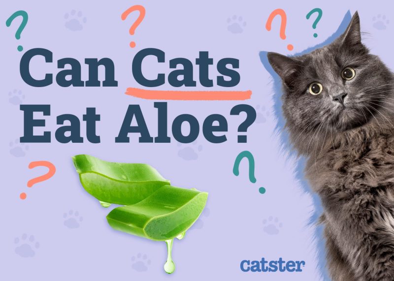 Can Cats Eat Aloe