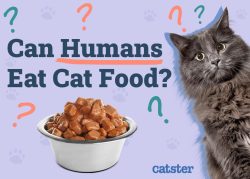 Can Humans Eat Cat Food? Vet-Reviewed Facts & Info to Consider - Catster