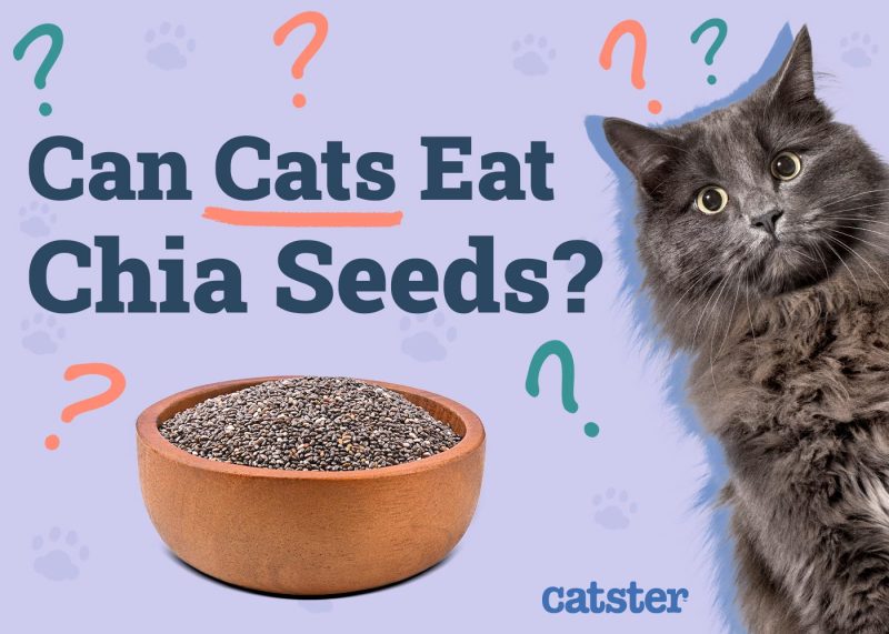 Can Cats Eat Chia Seeds