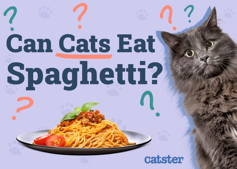 Do cats eat spaghetti deals