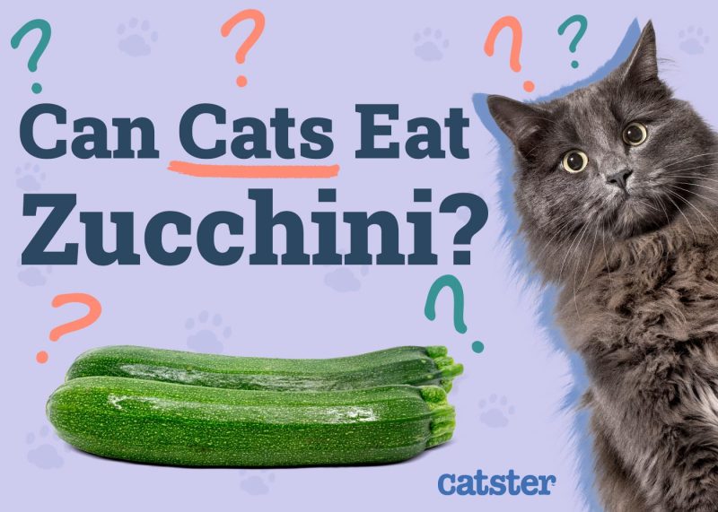 Can Cats Eat Zucchini