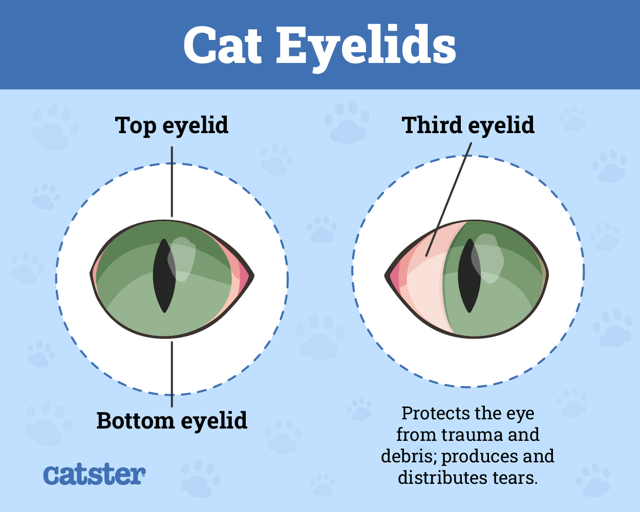 Cat Eyelids