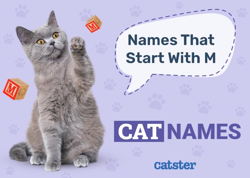 Cat Names That Start With M