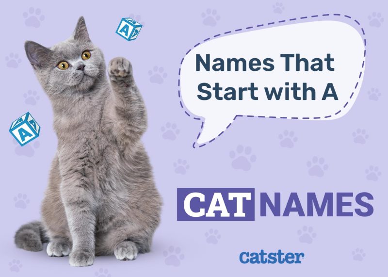 Most Popular Cat Names That Start With A