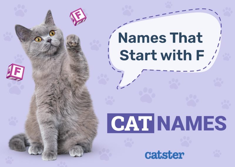 Most Popular Cat Names That Start With F