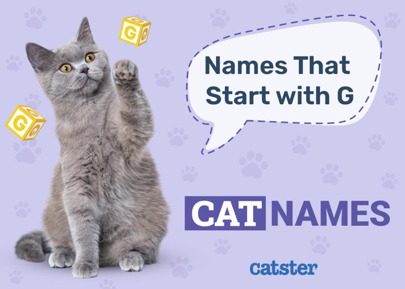 Cat Names That Start With G