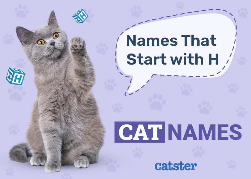 Most Popular Cat Names That Start With H
