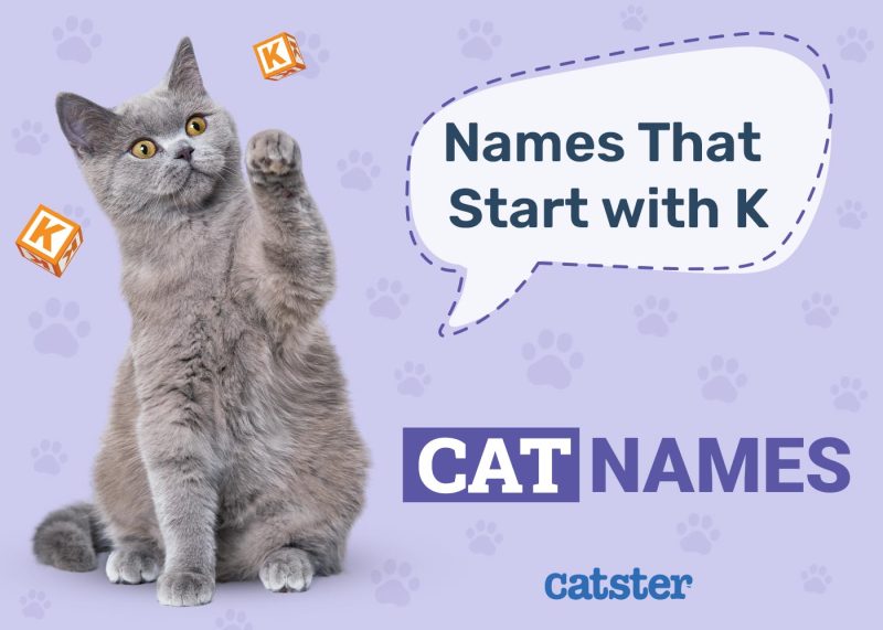 Cat Names That Start With K