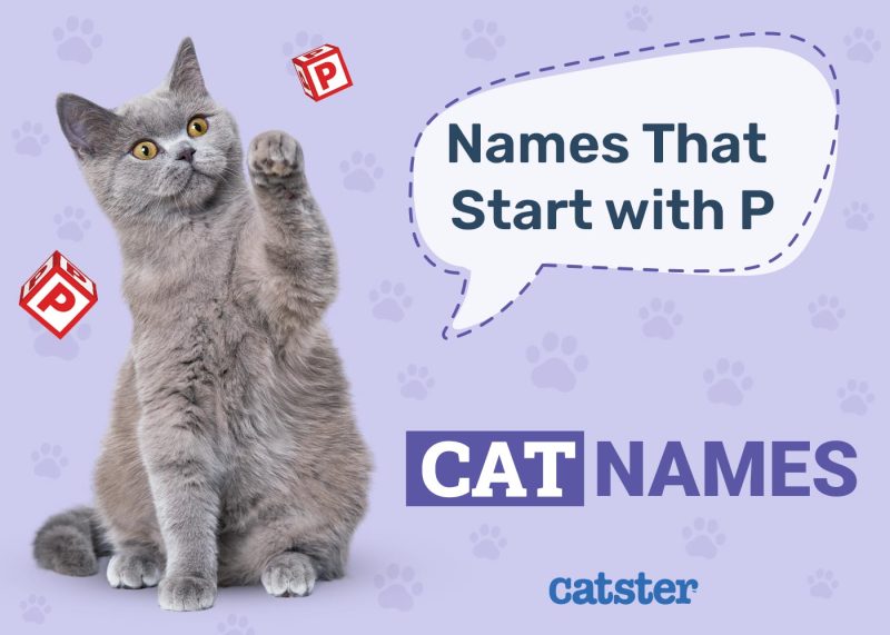 Cat Names That Start With P