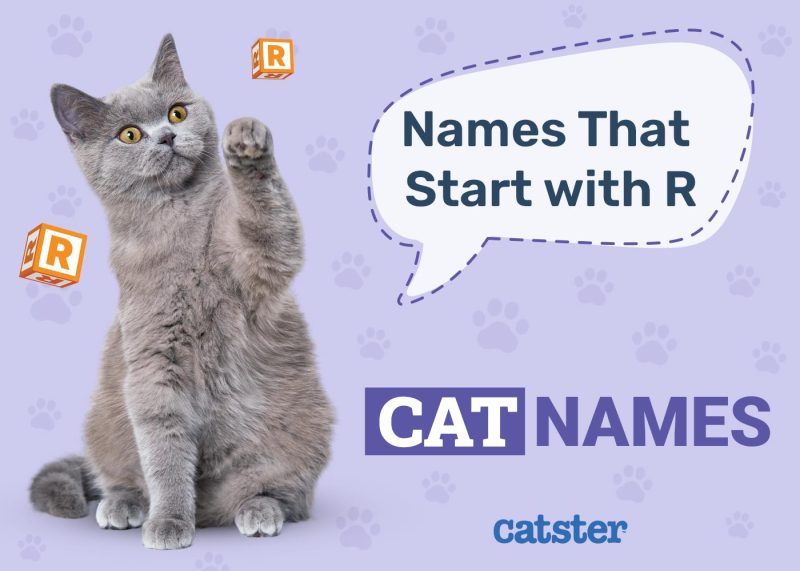Most Popular Cat Names That Start With R