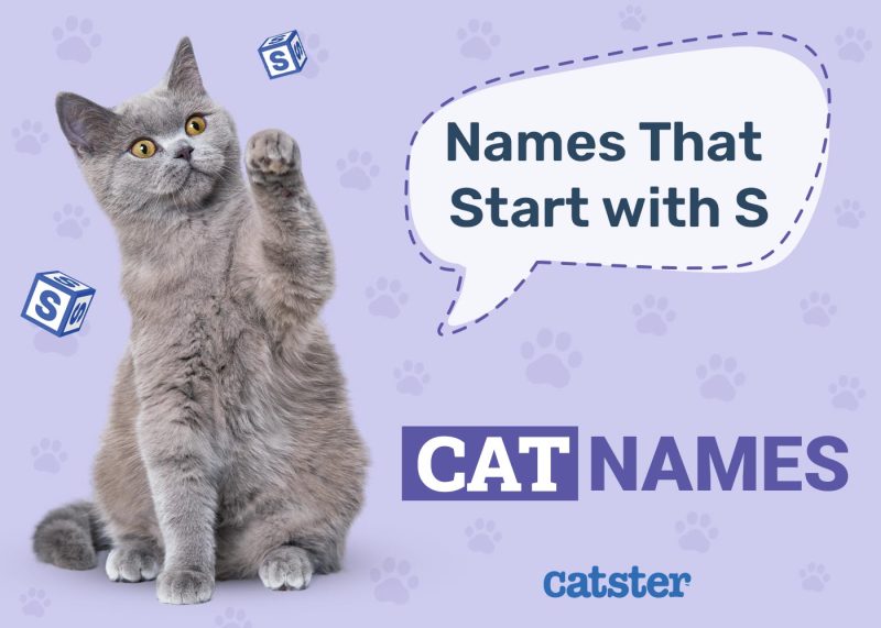 Most Popular Cat Names That Start With S