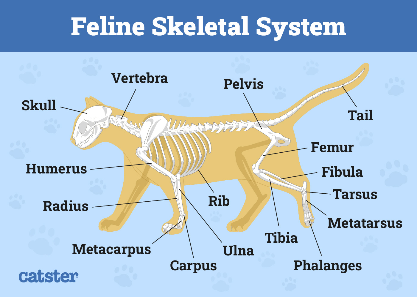 Cat Skeletal System