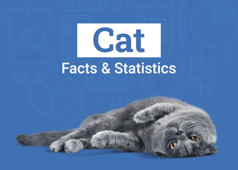 Cat Statistics