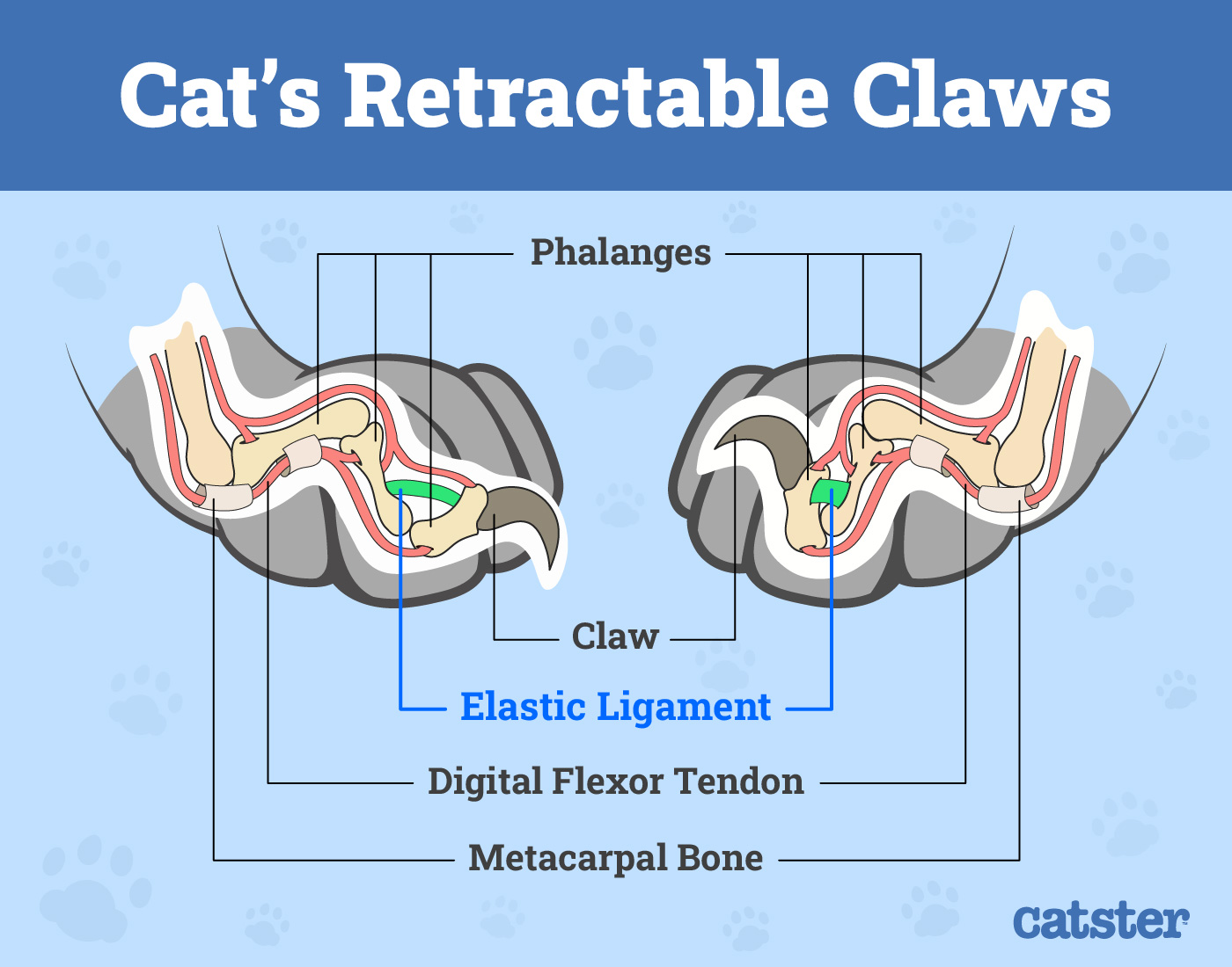 Cats Retractable Claws