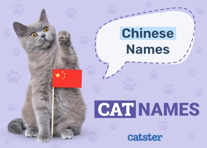 Chinese Cat Names